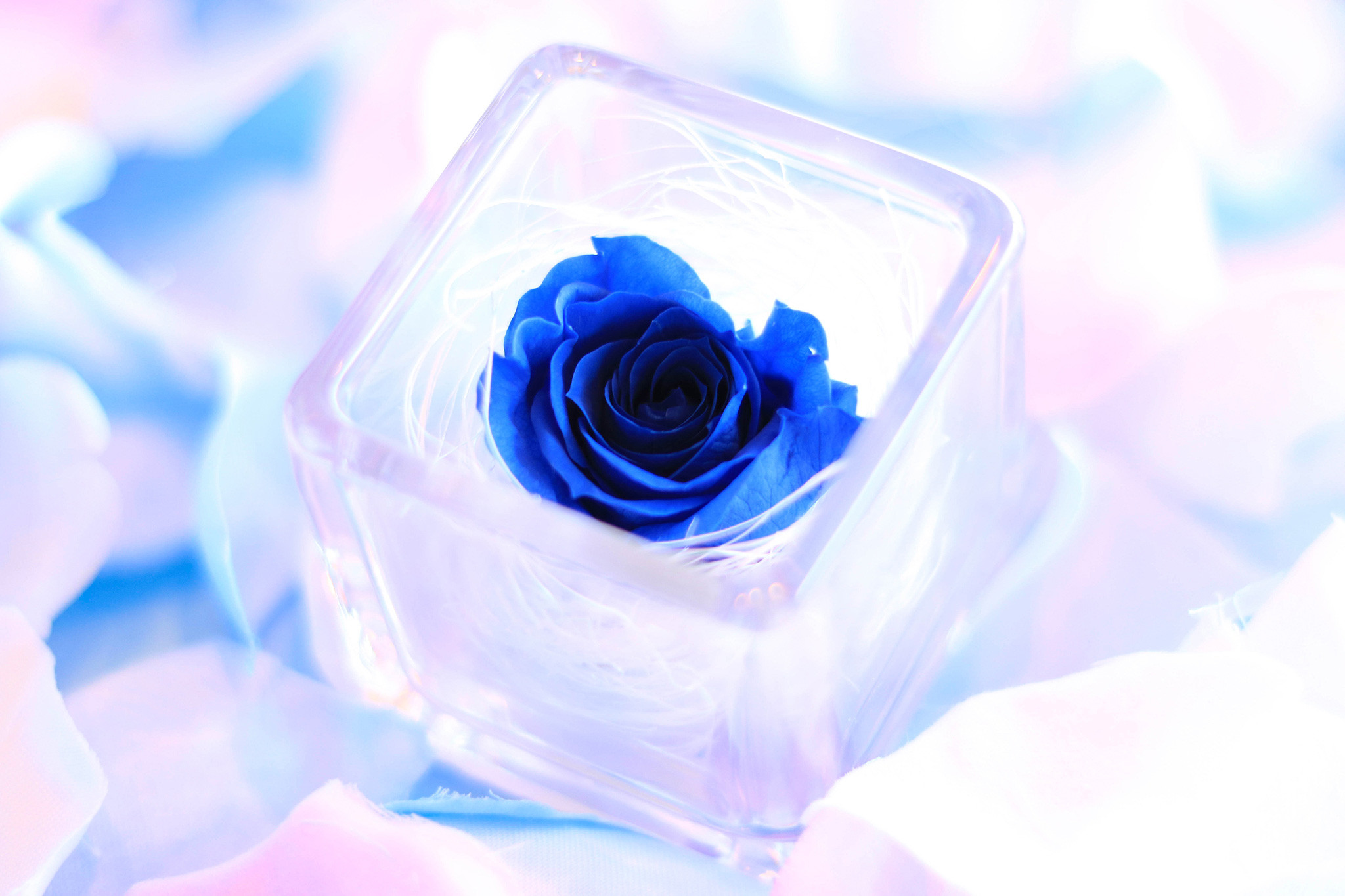 青色のバラ、プリザーブドフラワー