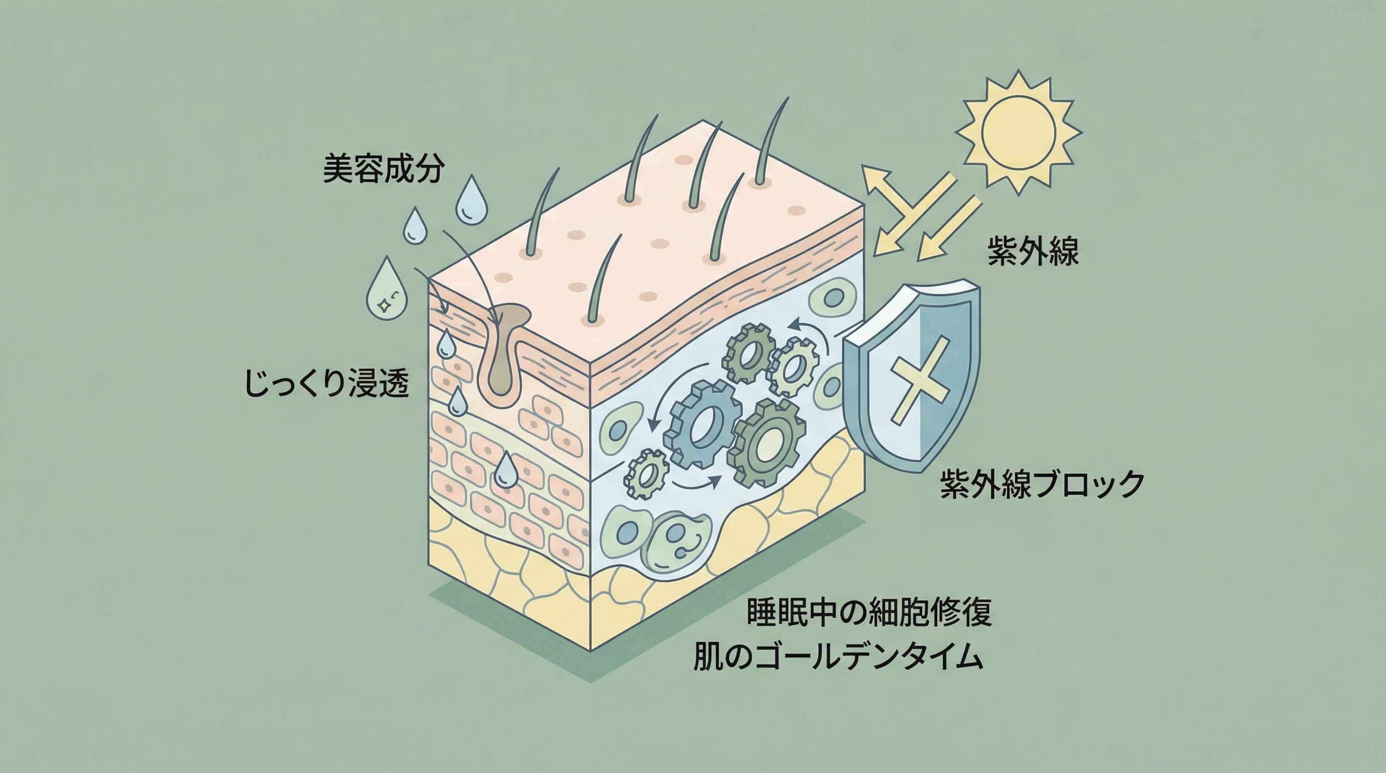 夜に美容液をつける3つの理由